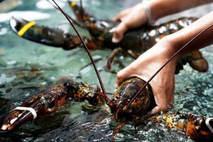 Slide - Điểm tin thị trường: Tôm hùm Mỹ vào Việt Nam tăng giá đột biến