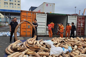 Hải Phòng: Bắt giữ lô ngà voi nhập lậu lớn nhất từ trước đến nay