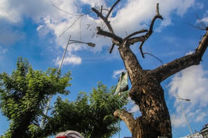 Nhiều cây sưa 'tiền tỷ' trên đường phố Hà Nội dần chết khô trong bọc sắt