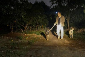 Cận tết, dân trồng bưởi Diễn thả chó, thức trắng đêm chống trộm