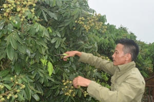 Ngân hàng Chính sách xã hội: Kịp thời tháo gỡ khó khăn cho doanh nghiệp và người dân