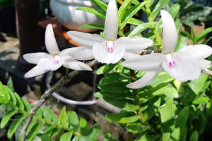 Sự thật về những giò lan đột biến tiền tỉ?