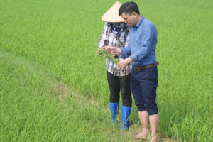 Giữ 1,1 triệu ha lúa: Coi thường bệnh đạo ôn cổ bông là mất trắng!