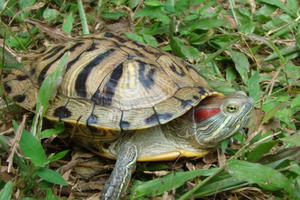 Phóng sinh - hoạt động từ bi vô tình thành điều ác!