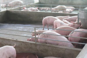 Phê duyệt chiến lược phát triển chăn nuôi tầm nhìn đến 2045