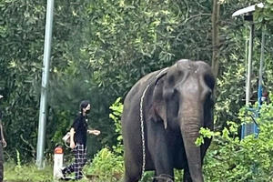 Quảng Nam: Voi "khủng" bất ngờ xuất hiện trên vỉa hè quốc lộ 14E