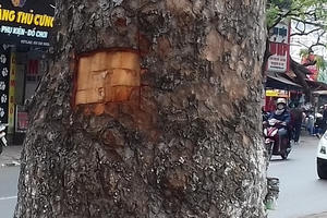 Lột vỏ xà cừ đường phố sẽ bị phạt lên tới 500 nghìn đồng