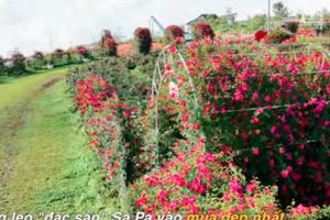 Mua vé cáp treo, miễn phí buffet, khám phá mùa hồng leo rực cháy Fansipan