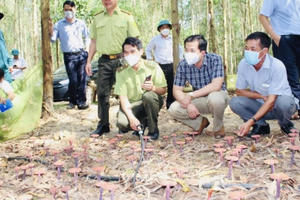 Đồng Nai: Nấm linh chi đỏ được trồng thử nghiệm thành công