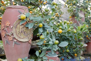 Quất bonsai: Cây “tí hon” giá bạc triệu