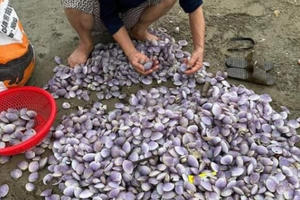 Hàng trăm người dân phố biển Cửa Lò đổ xô "hái lộc" biển