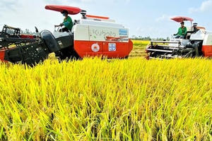 Đẩy mạnh sản xuất, xuất khẩu lúa gạo bền vững