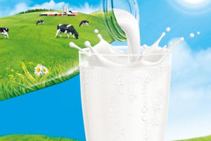 Mách nhỏ các mẹ cách tìm “quy chuẩn sữa tươi” Mách nhỏ các mẹ cách tìm “quy chuẩn sữa tươi”