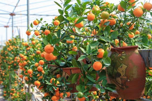 Quất cảnh bonsai "đại náo" chợ Tết 2018