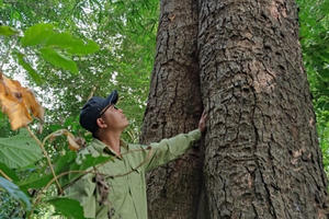 Chiêm ngưỡng hàng ngàn cây Lim xanh ở rừng Sông Móng – Capét