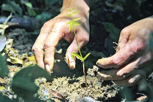 “Giữ đạo” với rừng