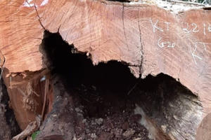 NÓNG - 99 cây gỗ lớn trong Vườn quốc gia Pù Mát bị đốn hạ