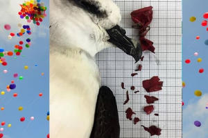 Học sinh lớp 6 gửi 40 bức thư mong không thả bóng bay: Thêm nhiều trường hưởng ứng