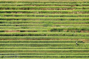 Ruộng bậc thang Mù Cang Chải - Kiệt tác từ đôi bàn tay Ruộng bậc thang Mù Cang Chải - Kiệt tác từ đôi bàn tay