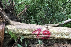 Chuyển hồ sơ vụ Công ty Lâm Nghiệp Ea Kar để mất rừng cho UBND tỉnh Đắk Lắk xử phạt