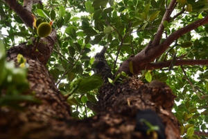 Mít cổ 120 triệu đồng/cây, đại gia ráo riết săn lùng