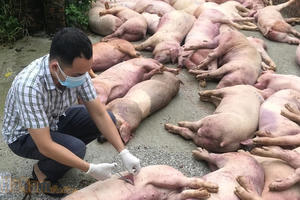 Công điện của Thủ tướng Chính phủ về phòng, chống bệnh Dịch tả lợn Châu Phi