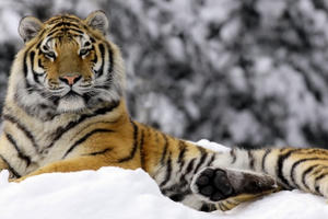 Năm Nhâm Dần, tuổi Dần có gì lạ?