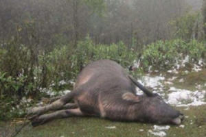 Gần 250 con trâu, bò chết vì giá lạnh ở Nghệ An