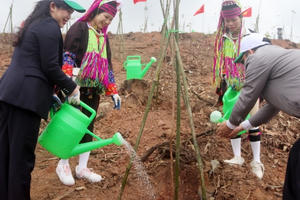 Quảng Ninh: Phấn đấu trồng 1 triệu cây xanh trong năm 2024