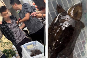 Quảng Ninh: Khởi tố đối tượng tàng trữ, mua bán trái phép động vật quý hiếm