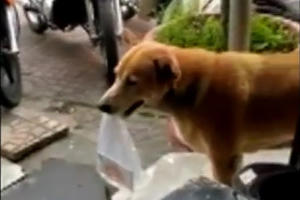 Clip: Dân mạng tiếp tục xôn xao chú chó đi bán vé số giúp chủ