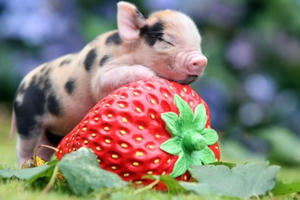 Đón năm Kỷ Hợi, ấm áp ngắm nhìn những bức ảnh chụp lợn con