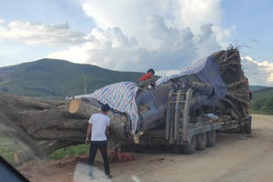 Xe chở cây “siêu khủng” vẫn ung dung lăn bánh ra khỏi địa bàn Nghệ An
