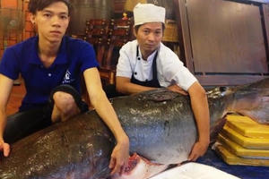 TP HCM: Cá có thân hình lớn nhất thế giới “trôi dạt” đến Việt Nam