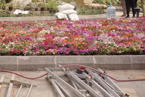 Phá rào, "vượt dây" chụp ảnh trước thềm Lễ hội hoa anh đào Nhật Bản 2018