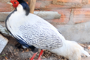 “Vương quốc” gà rừng giữa di sản thế giới