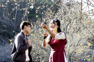 Hoa mơ, hoa mận nở trắng rừng Tây Bắc