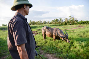 Nghề nuôi trâu chọi tốn cả trăm triệu mỗi năm ở Đồ Sơn
