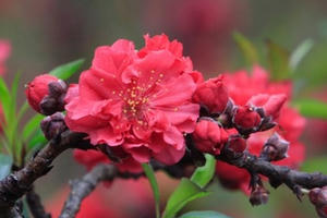 Người dân Hà Nội náo nức mua đào chơi Tết