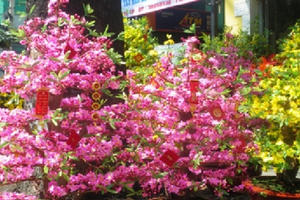 Quan niệm về những loài hoa mang lại may mắn trong ngày tết