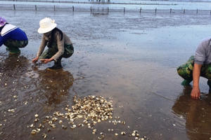 Tỉnh Thanh Hóa thông báo kết quả xác định nguyên nhân ngao chết hàng loạt