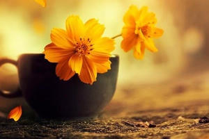 Lòng tham và sự trân trọng những gì mình có