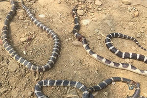 Kinh hoàng phát hiện cả ổ rắn cặp nia cực độc trong vườn nhà