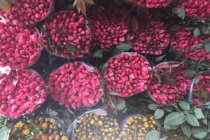 200 đồng/bông hồng, hoa rẻ chưa từng có, mỗi ngày bán cả vạn