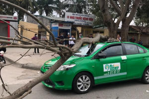Tài xế và hành khách thoát nạn khi cành cây lớn đè bẹp taxi
