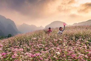 Hà Giang: Đẹp ngỡ ngàng mùa hoa tam giác mạch
