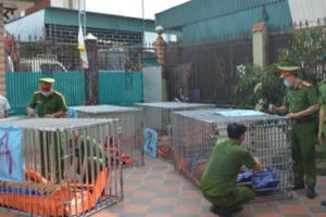 Hành trình bảo tồn loài Hổ: Việt Nam không thể "đi một mình"