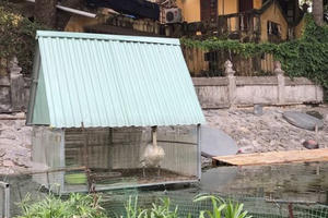 Đàn Thiên nga nuôi ở hồ Thiền Quang đã đẻ trứng