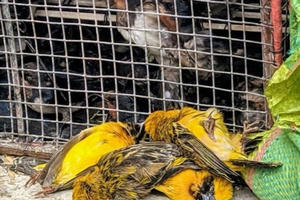 Mùa Vu lan và “vấn nạn” phóng sinh