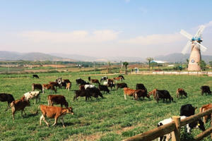 Cận cảnh trang trại bò sữa Organic trên cao nguyên Lâm Đồng